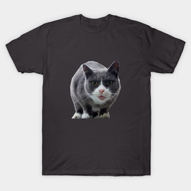 Midnight the Cat T-Shirt by Nicole Gath Photography